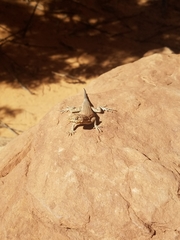 Uta stansburiana uniformis