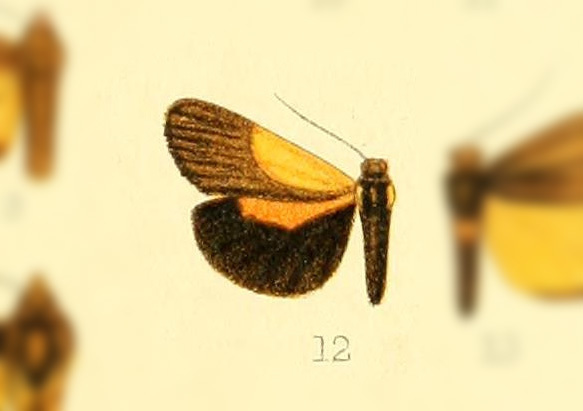 Virbia trigonifera