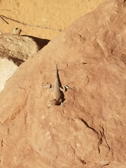 Uta stansburiana uniformis