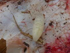Hypodermatinae