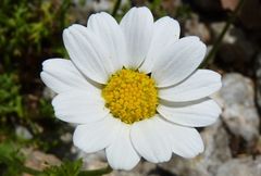Anthemis cretica