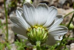 Anthemis cretica