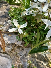 Clematis armandii