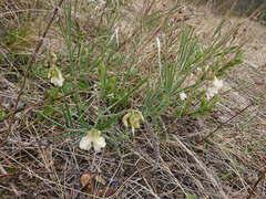 Lathyrus pannonicus collinus