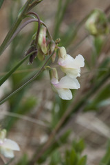 Lathyrus pannonicus collinus