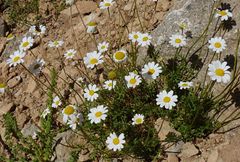 Anthemis cretica