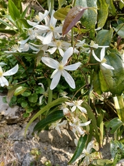 Clematis armandii