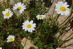 Anthemis cretica