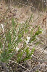 Lathyrus pannonicus collinus