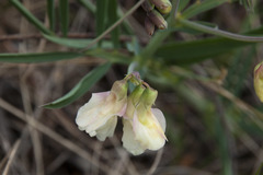 Lathyrus pannonicus collinus