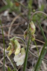 Lathyrus pannonicus collinus