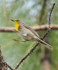 Setophaga pityophila