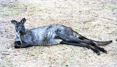 Osphranter robustus robustus