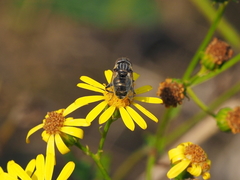 Eristalinus aeneus