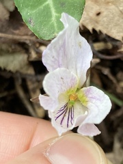 Viola eizanensis