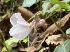 Viola eizanensis