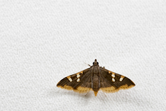 Prophantis adusta