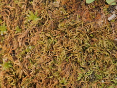 Scorpiurium circinatum