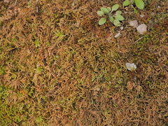 Scorpiurium circinatum