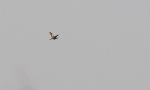 Bengal Florican (Houbaropsis bengalensis), photo 4