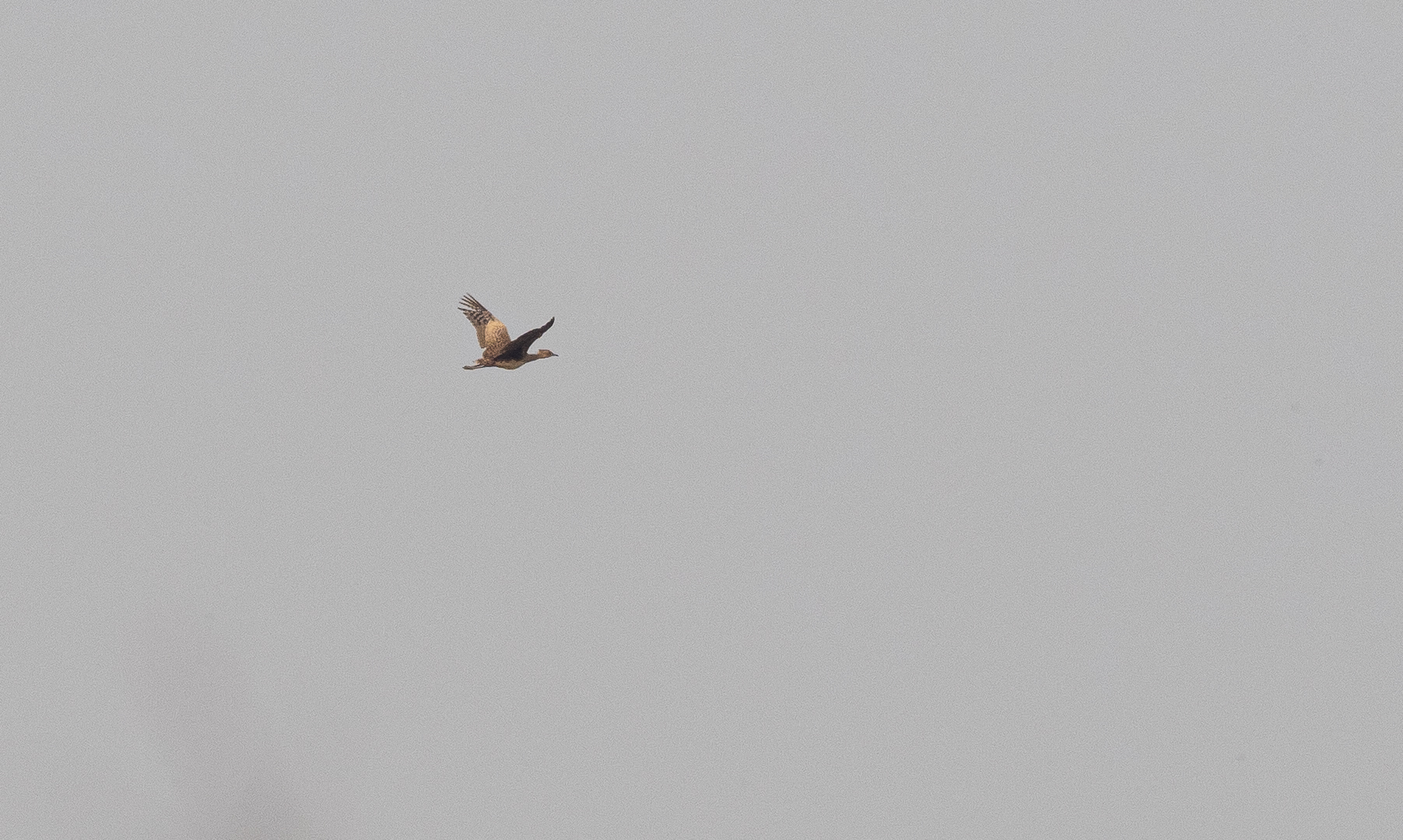 Bengal Florican (Houbaropsis bengalensis), photo 6