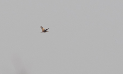 Houbaropsis bengalensis