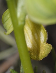 Ophrys fusca funerea
