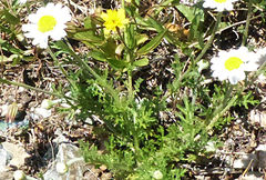 Anthemis cretica