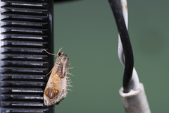 Pilipectus prunifera