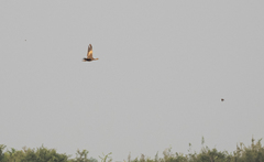 Houbaropsis bengalensis