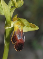 Ophrys fusca funerea