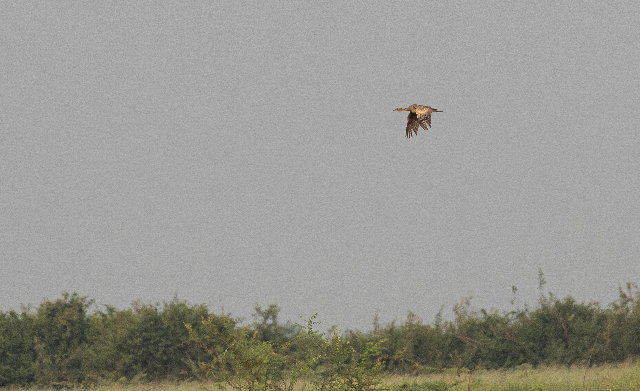 Bengal Florican (Houbaropsis bengalensis), photo 7