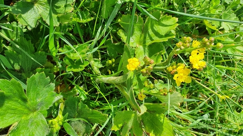 Velvet Buttercup (Ranunculus velutinus)