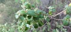 Spyridium parvifolium