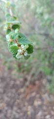 Spyridium parvifolium
