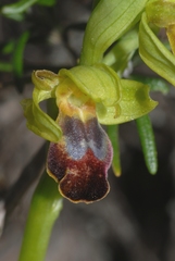 Ophrys fusca funerea