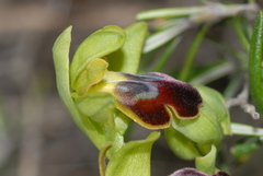 Ophrys fusca funerea
