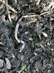 Aporrectodea caliginosa