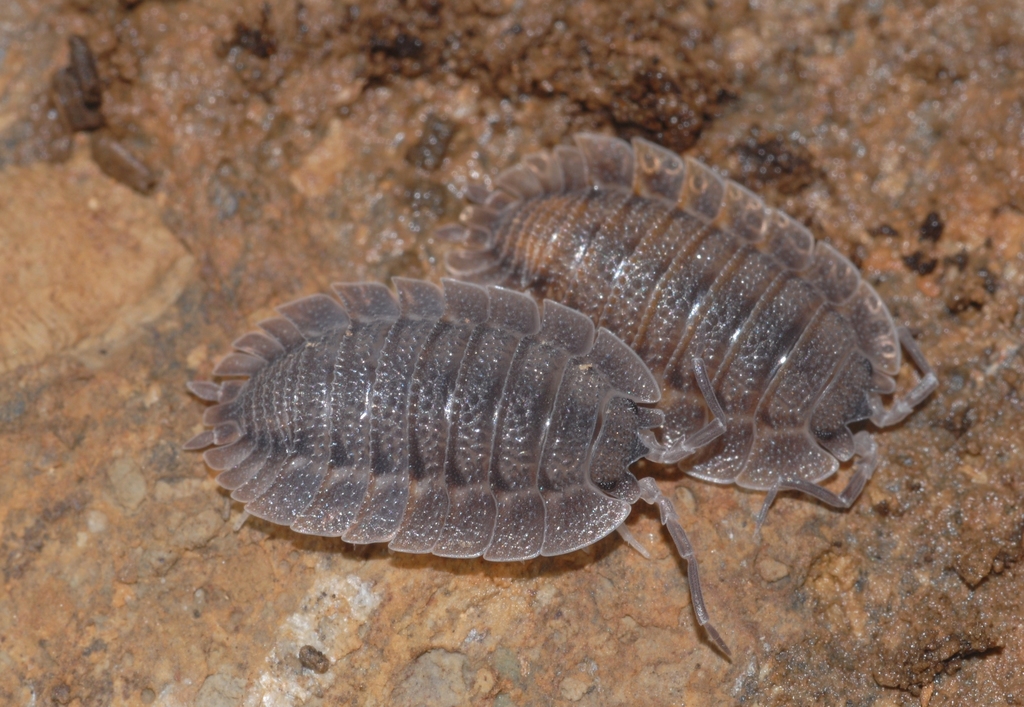 Porcellio spatulatus
