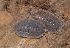Porcellio spatulatus