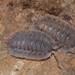 Porcellio spatulatus - Photo (c) Philippe Geniez, some rights reserved (CC BY-NC), uploaded by Philippe Geniez
