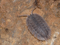 Porcellio spatulatus