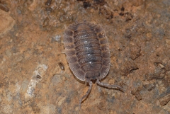Porcellio spatulatus