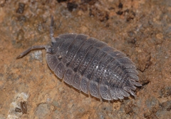 Porcellio spatulatus