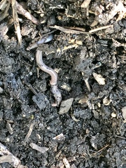 Aporrectodea caliginosa