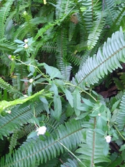 Centratherum riparium