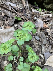 Chrysosplenium japonicum