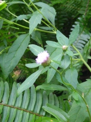 Centratherum riparium