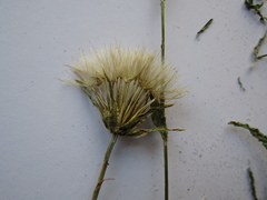 Tragopogon ucrainicus