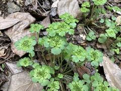 Chrysosplenium japonicum